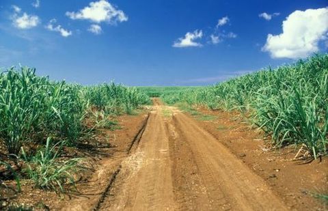 2023589_MT_Sugarcane_field