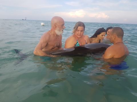 Delfino Ferito A Riva Su Una Spiaggia Pugliese I Bagnanti