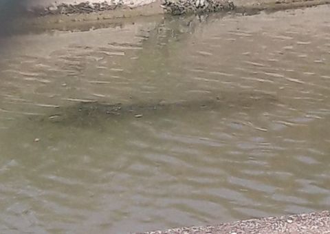 Coccodrillo avvistato nel canale di Maccarese: adesso cè la foto